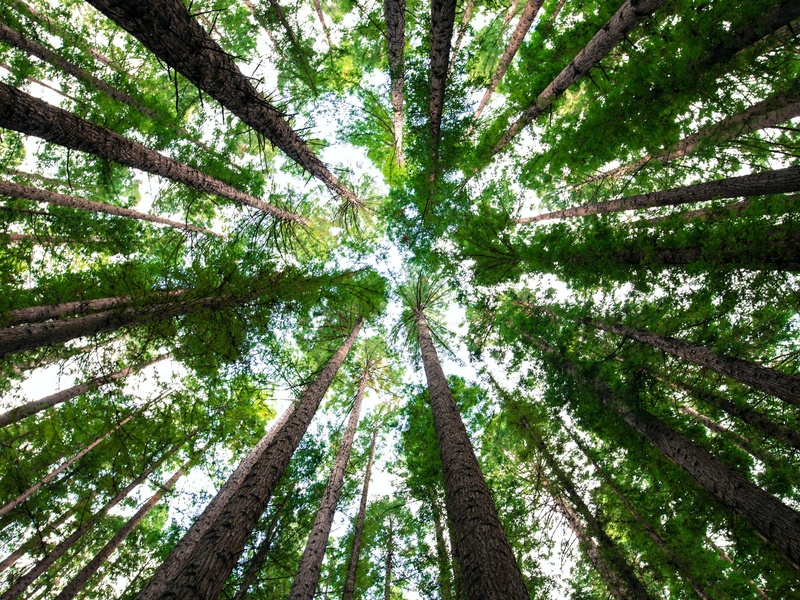 Tailler fortement un arbre, ça le revivifie, il fabrique de grands rejets et ses feuilles sont plus larges.