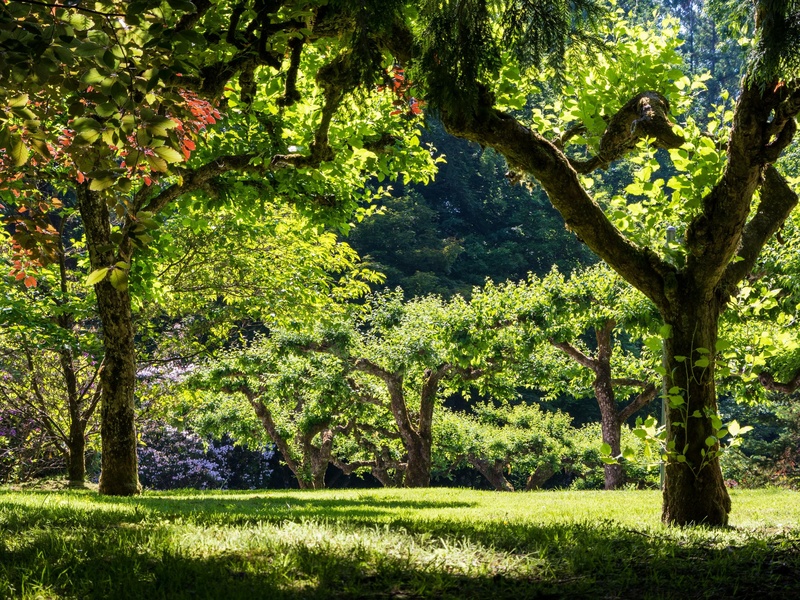 Lorsque l'on taille fortement un arbre, les risques de ruptures sont moins importants car sa prise au vent est réduite.